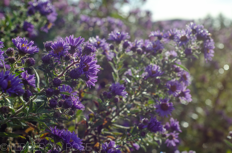 purple aster 9-19-4