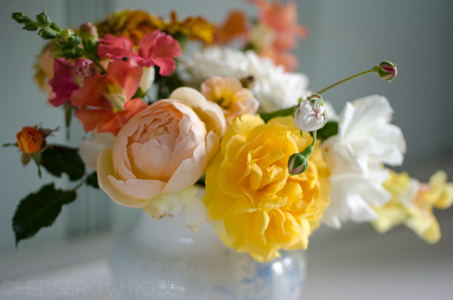 snapdragons and roses | Hedgerow Rose- These Days