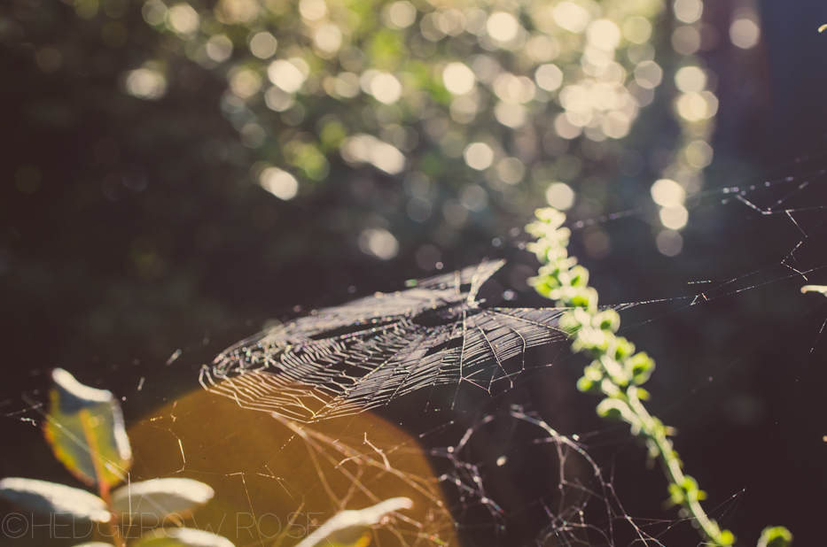 spiderweb in sunlight | Hedgerow Rose- These Days