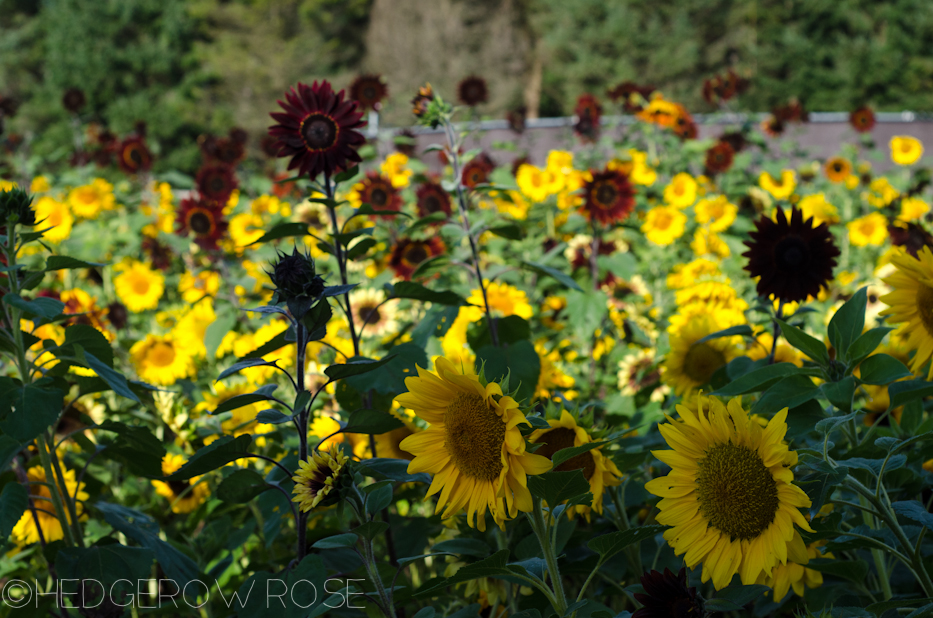 sunflower field 9-19-1