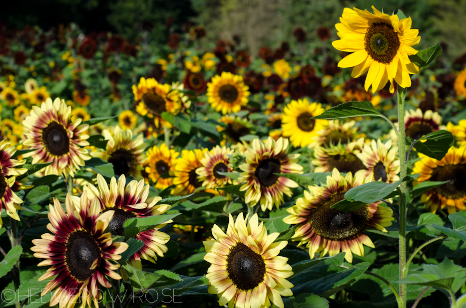 sunflower field 9-19-2