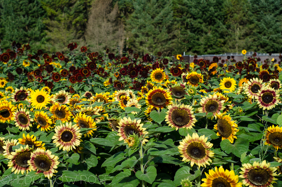 sunflower field 9-19-5