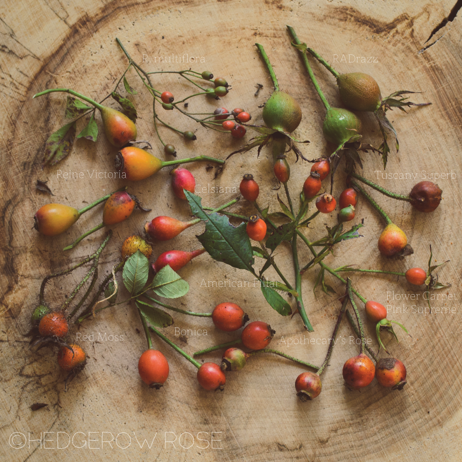 A Collection of Rosehips part 1