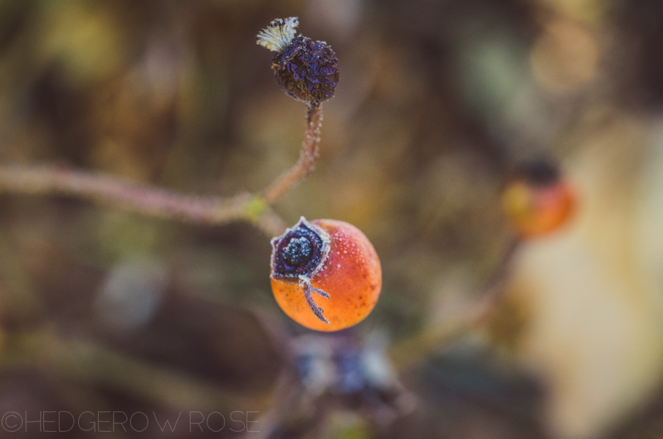 Frost on Apothecary's Rose rosehip | Hedgerow Rose