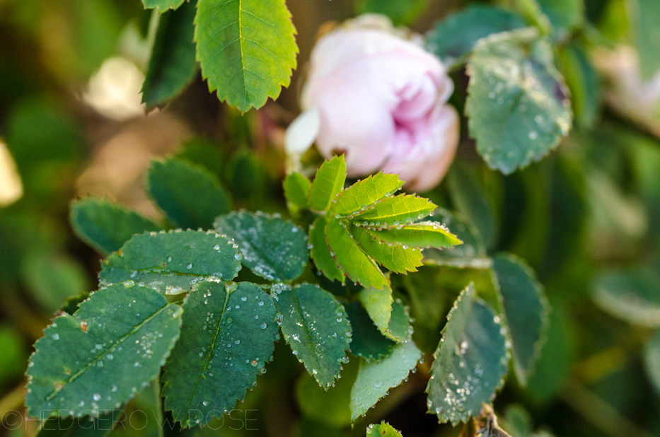 Frost on Stanwell Perpetual | Hedgerow Rose