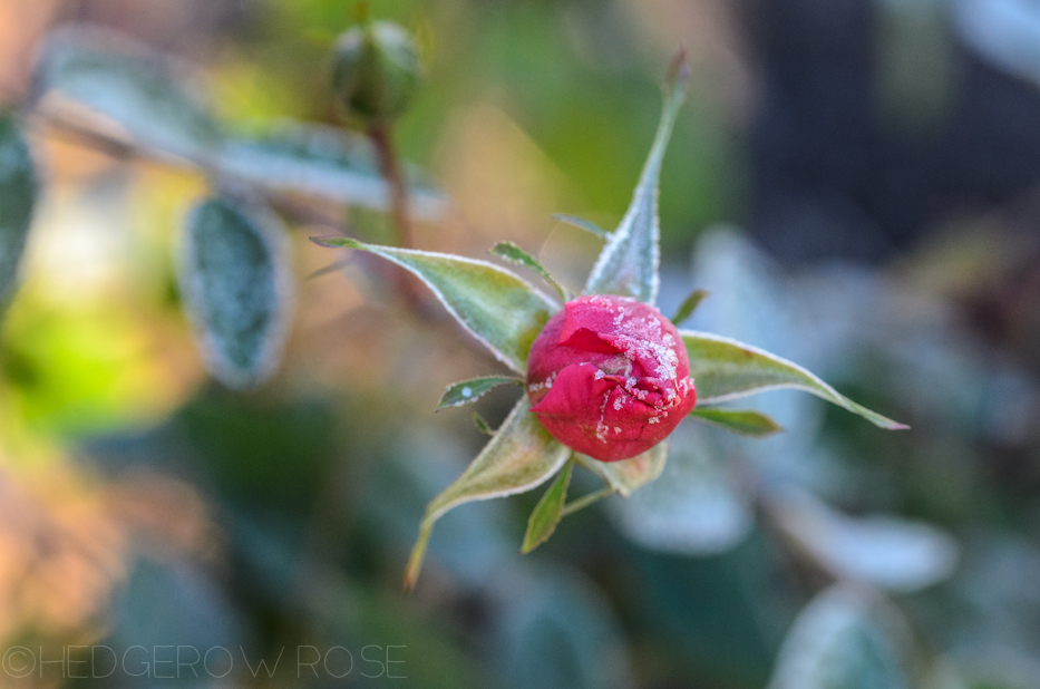 Frost on The Mayflower | Hedgerow Rose