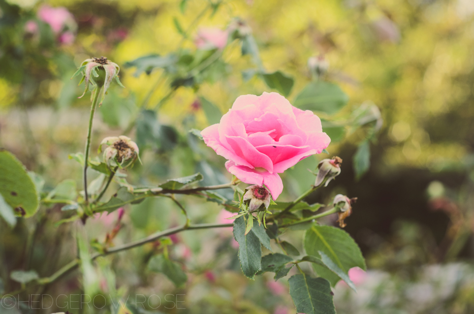 Carefree Beauty 2 | Hedgerow Rose