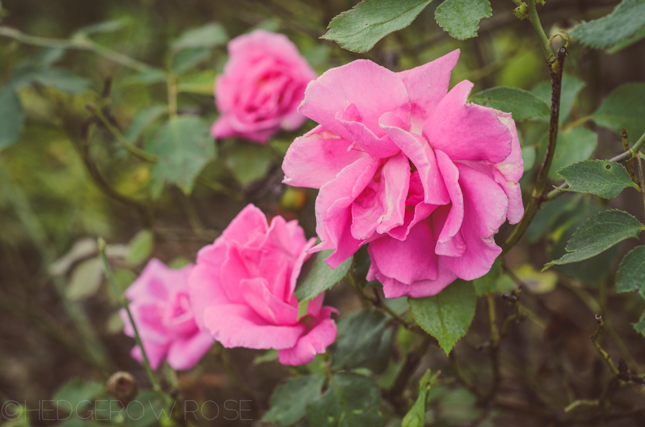 Carefree Beauty 3 | Hedgerow Rose