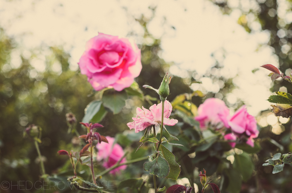 Carefree Beauty 5 | Hedgerow Rose