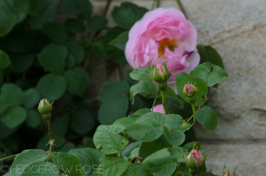 Constance Spry 2 | Hedgerow Rose