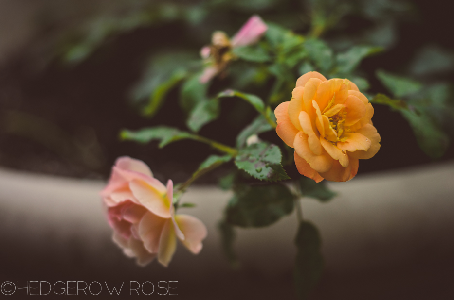 Flower Carpet Amber | Hedgerow Rose