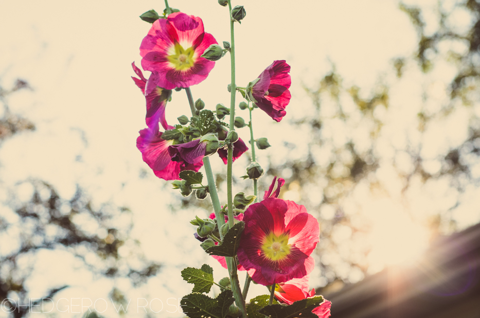Hollyhocks 1 | Hedgerow Rose