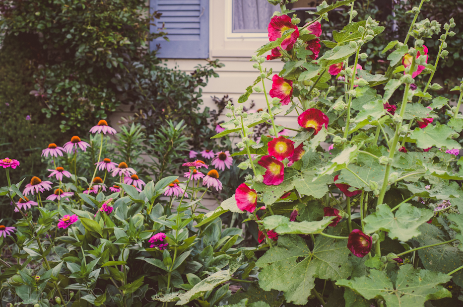 Hollyhocks 2 | Hedgerow Rose
