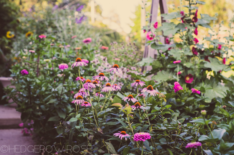 Hollyhocks 3 | Hedgerow Rose