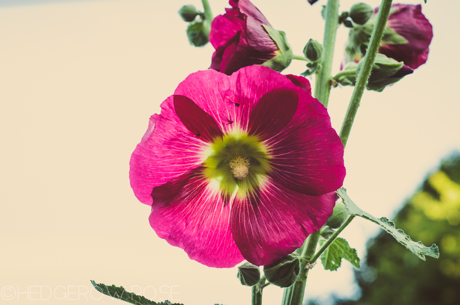 Hollyhocks 4 | Hedgerow Rose