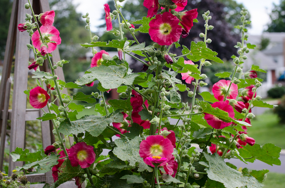 Hollyhocks 5 | Hedgerow Rose