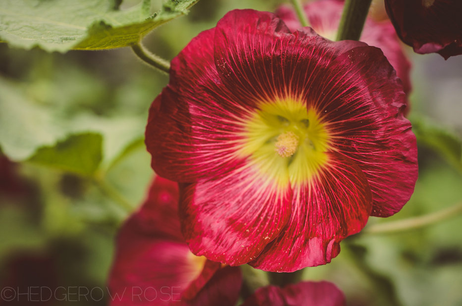 Hollyhocks 6 | Hedgerow Rose