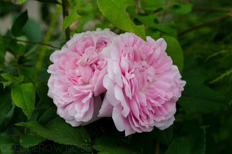 Jacques Cartier | Hedgerow Rose