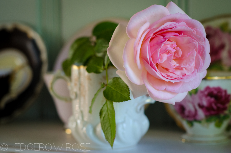 Pierre de Ronsard | Hedgerow Rose
