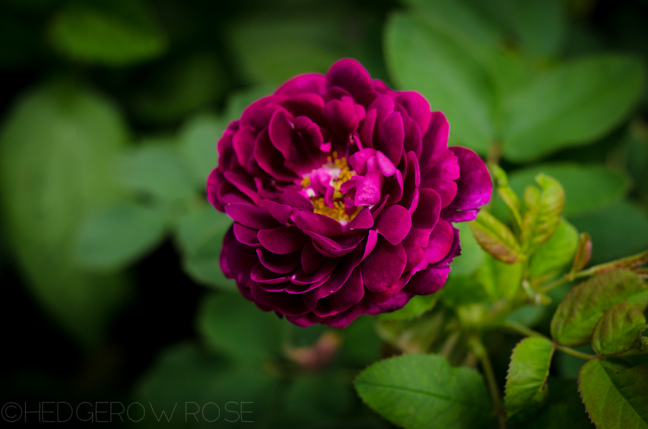 Tuscany Superb Gallica Rose 1 | Hedgerow Rose