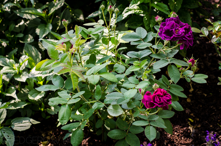 Tuscany Superb Gallica Rose habit | Hedgerow Rose