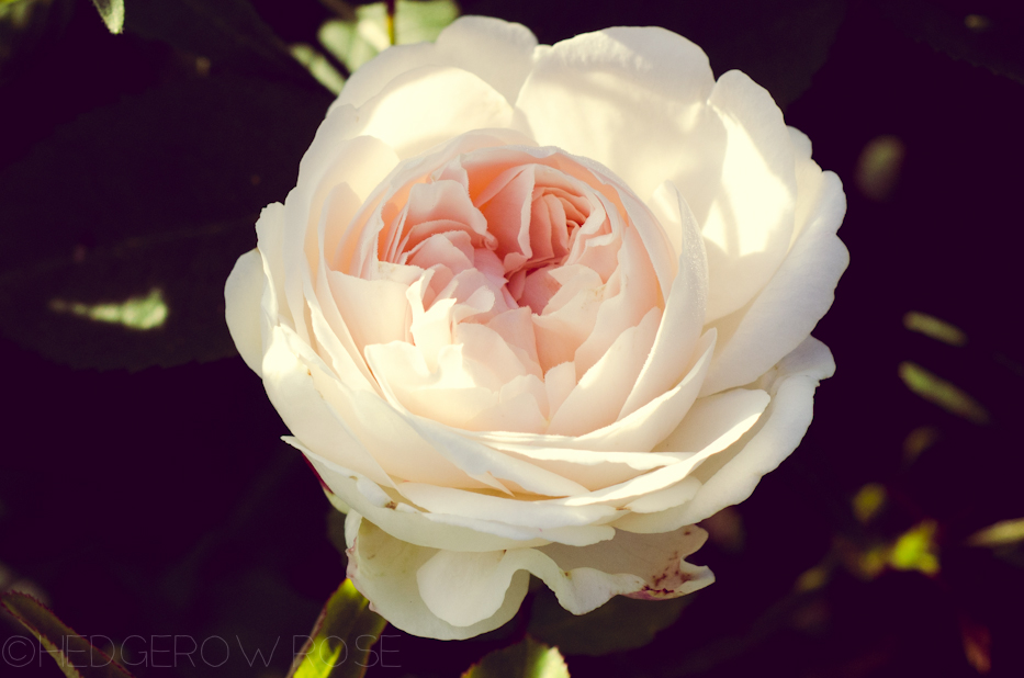 Winchester Cathedral | Hedgerow Rose