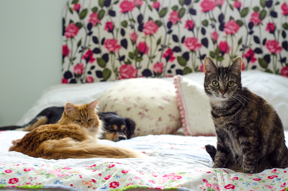 All the furbabies on the new quilt