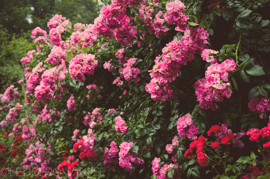 Elizabeth Park Rose Garden 12 | via HedgerowRose.com