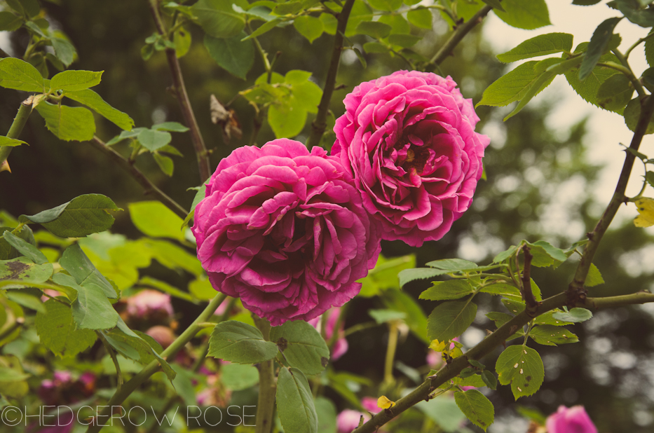 Elizabeth Park Rose Garden 14 | via HedgerowRose.com