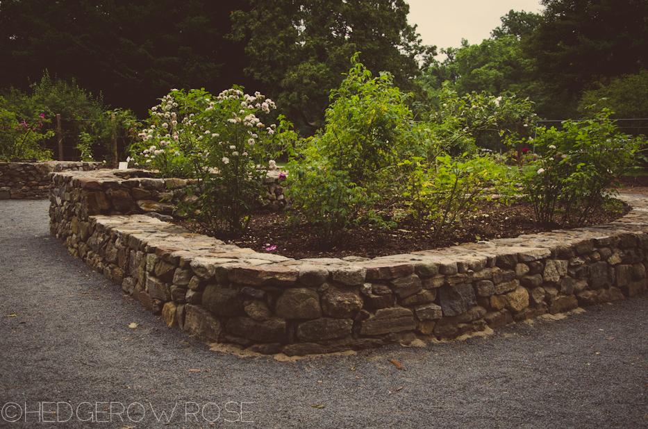 Elizabeth Park Rose Garden 15 | via HedgerowRose.com