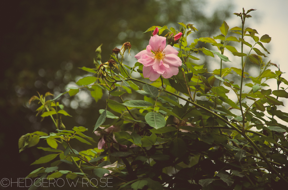 Elizabeth Park Rose Garden 17 | via HedgerowRose.com