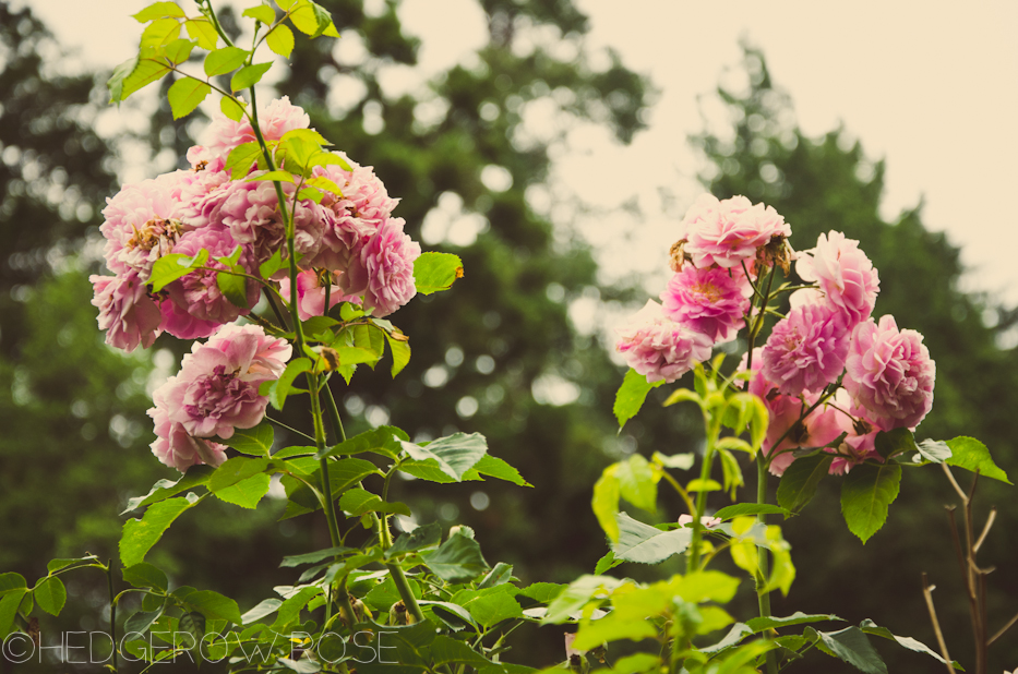 Elizabeth Park Rose Garden 18 | via HedgerowRose.com