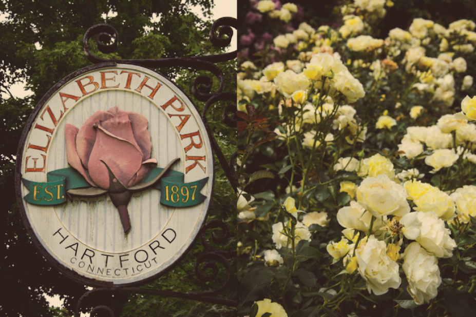 Elizabeth-Park-Rose-Garden-via-HedgerowRose.com