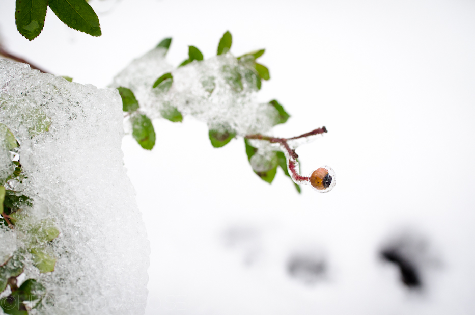 Ice covered Ghislaine de Feligonde rosehip | Hedgerow Rose