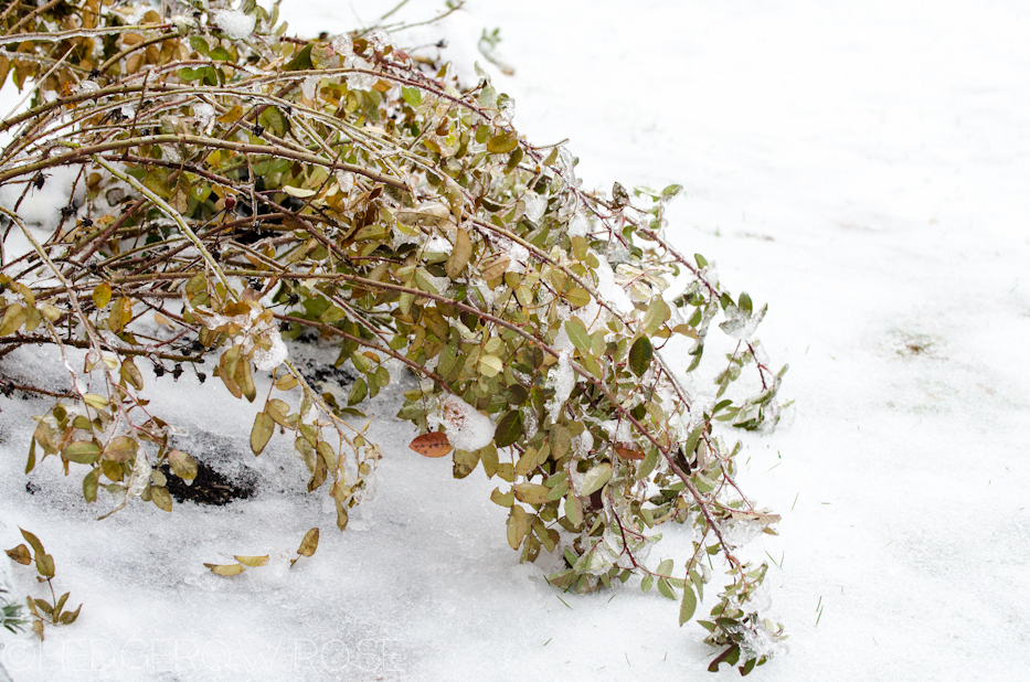 Ice covered Petite Lisette | Hedgerow Rose