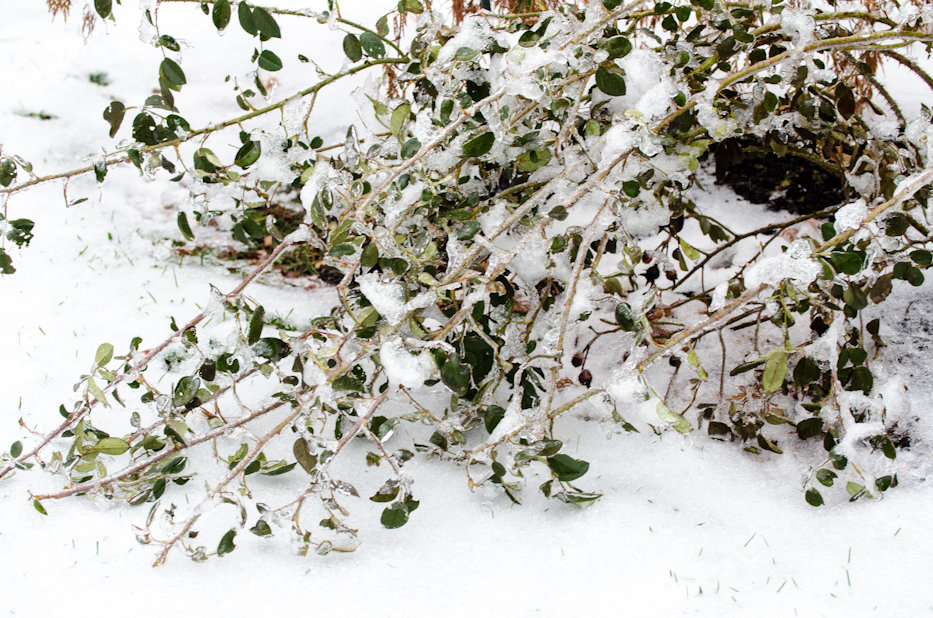 Ice covered Red Moss | Hedgerow Rose