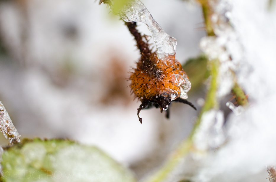 Ice covered Red Moss rosehip | Hedgerow Rose