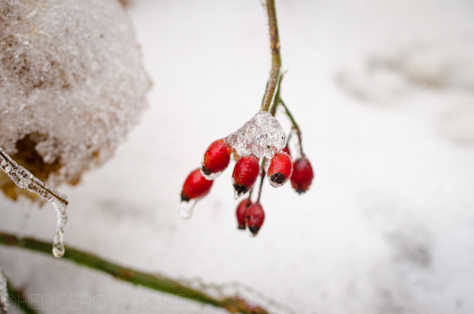 Iced covered American Pillar hips 2 | Hedgerow Rose