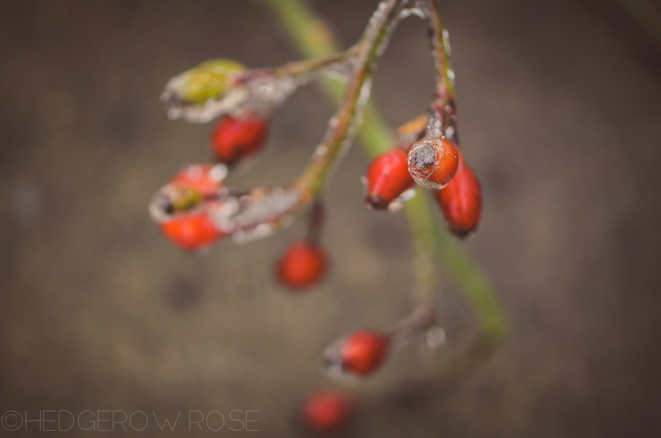 Iced covered American Pillar hips | Hedgerow Rose