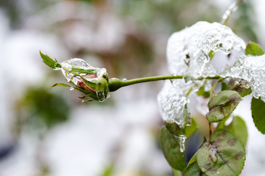 Iced covered rosebud 2 | Hedgerow Rose