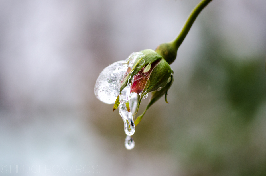 Iced covered rosebud 3 | Hedgerow Rose