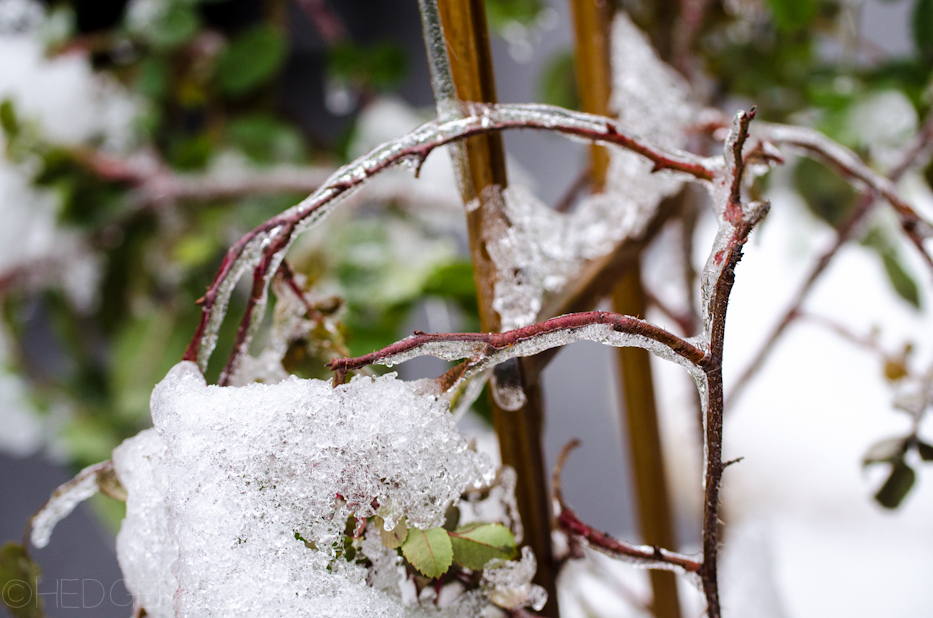 Iced covered roses | Hedgerow Rose