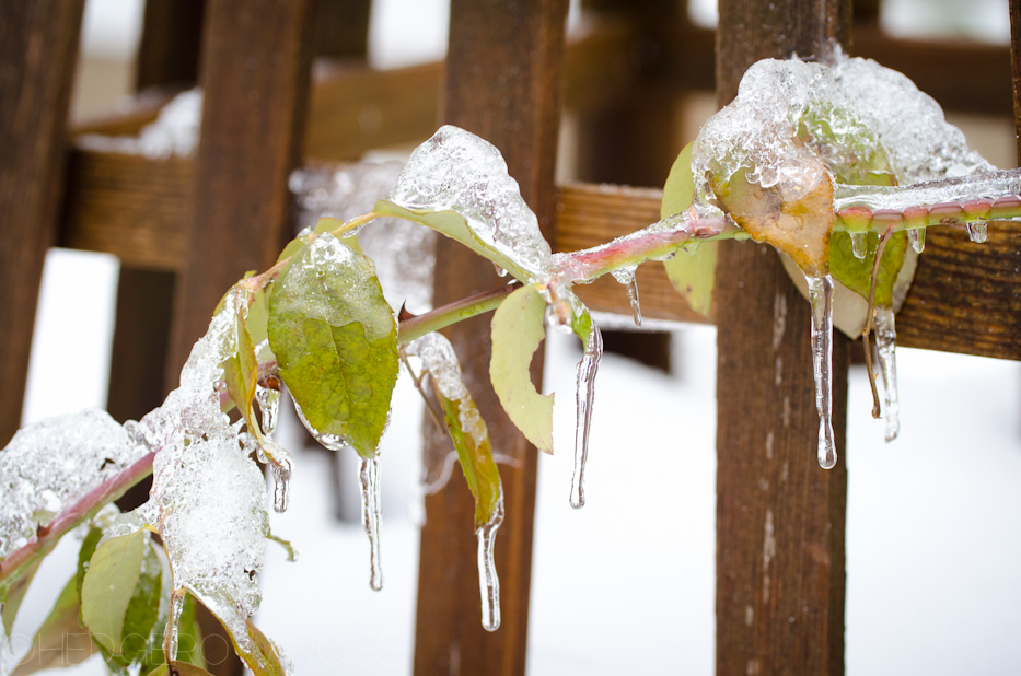 Icicles on Reve d'Or leaves | Hedgerow Rose