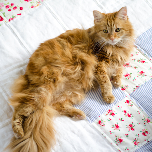 Lucy on the new quilt