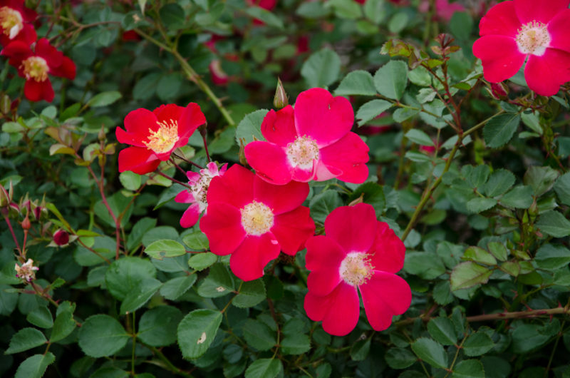 Rosa ‘meiboulka’ – ‘oso Easy® Cherry Pie’ Shrub Rose – Hedgerow Rose®