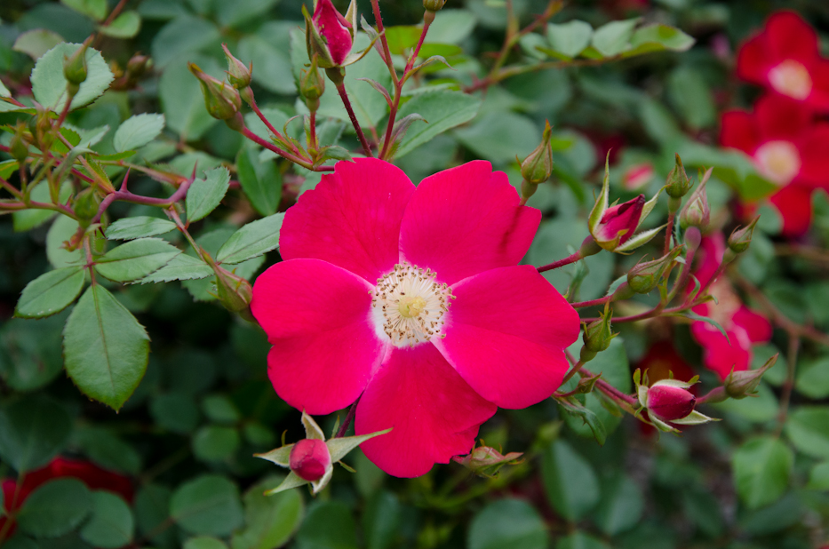 Oso Easy Cherry Pie Shrub Rose 3 via Hedgerow Rose