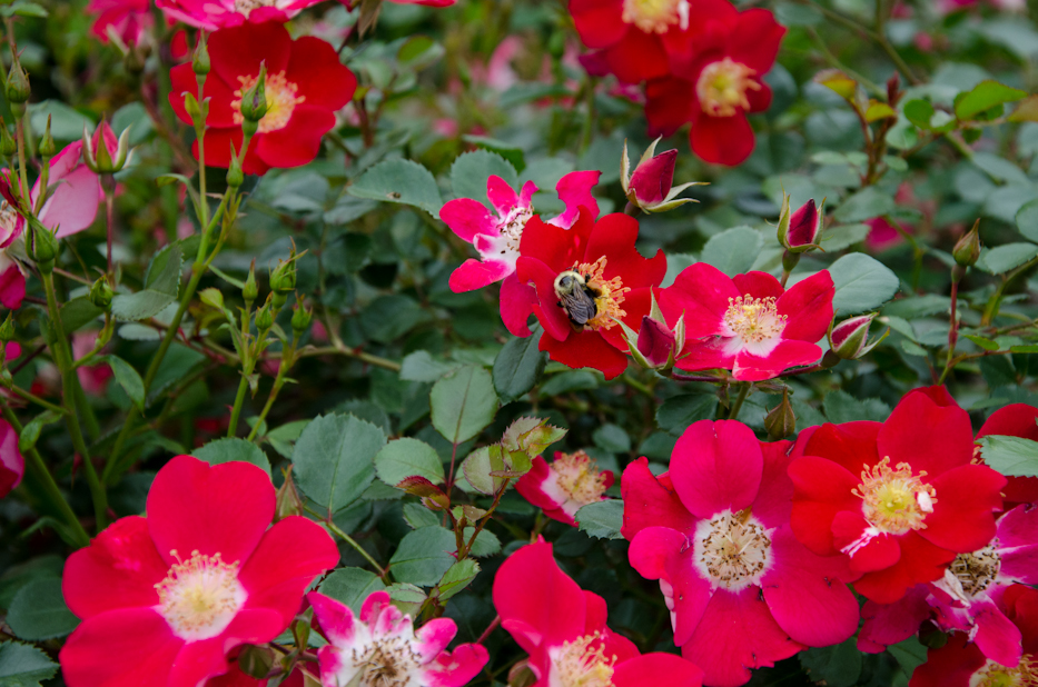 Oso Easy Cherry Pie Shrub Rose 5 via Hedgerow Rose