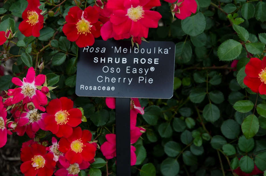 Oso Easy Cherry Pie Shrub Rose 6 via Hedgerow Rose