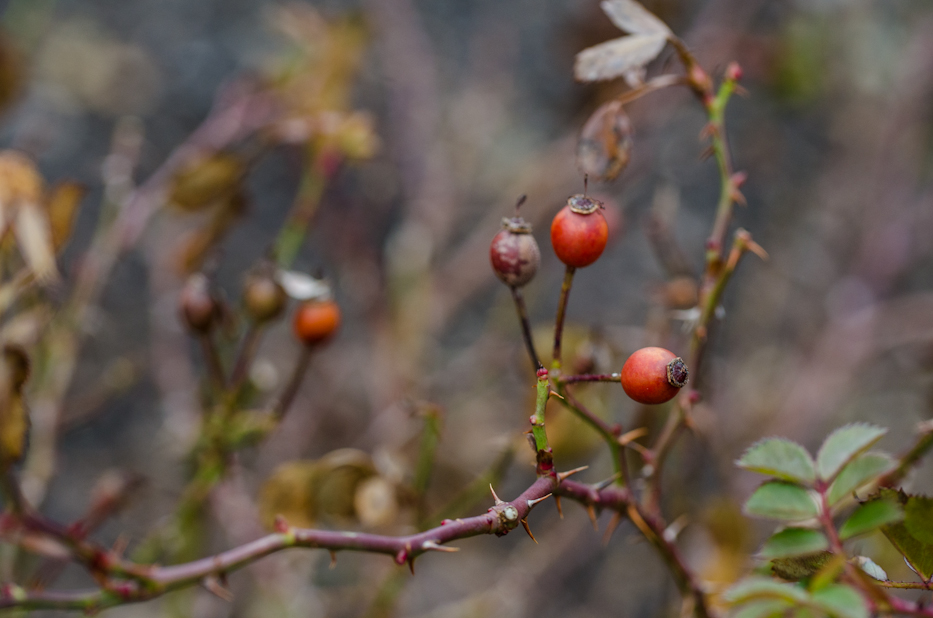 'Oso Easy Cherry Pie' rosehips