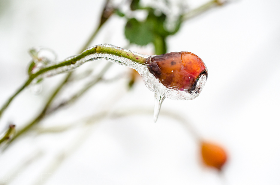 Reine Victoria ice covered rosehip